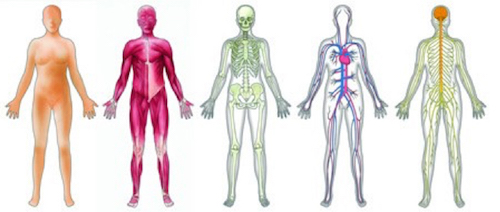 Fisiologia-sistemi