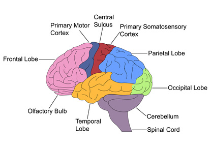 Parts of Brain