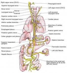 Real Way of Life | 7 Ways to Stimulate Our VAGUS NERVE, Improve Our