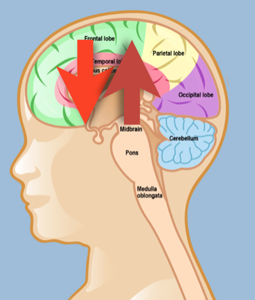 brain connection real way of life