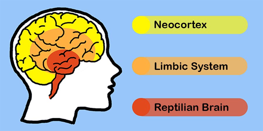 cervello trino sistema limbico