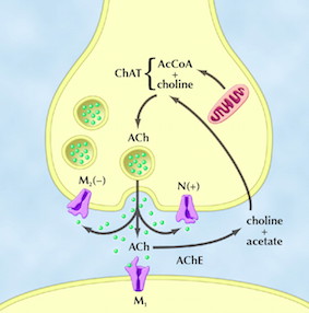 acetilcolina
