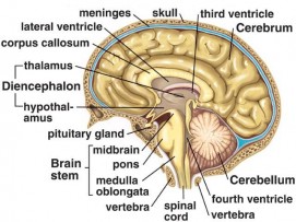 brain structure
