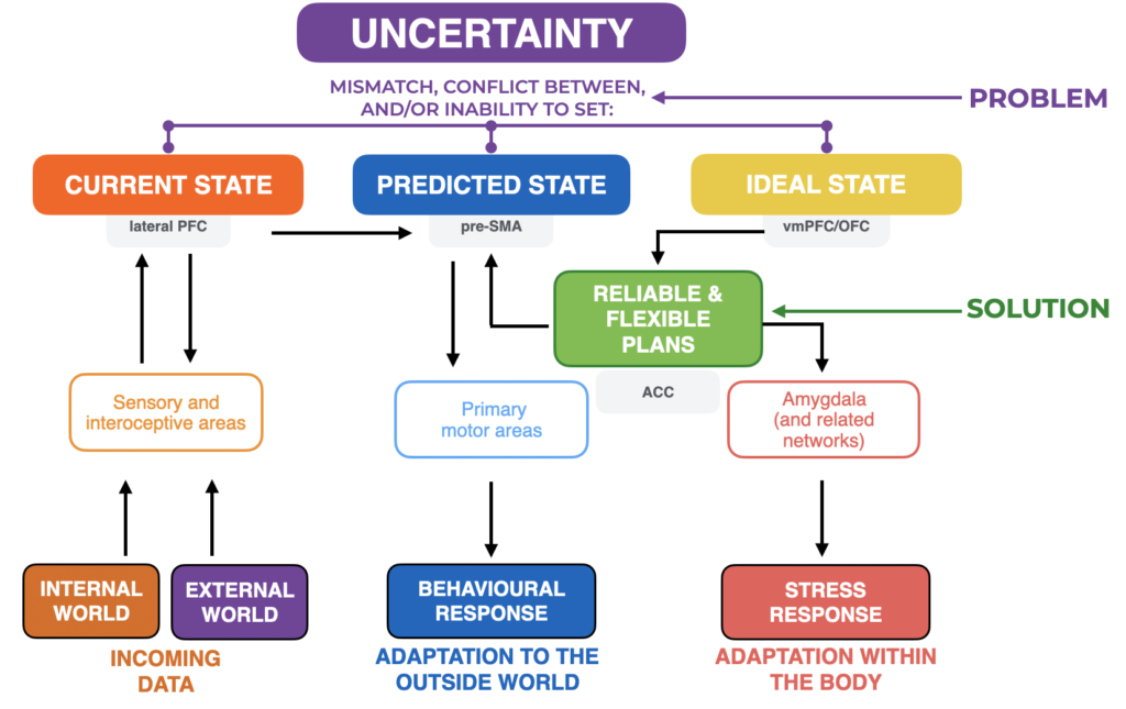 uncertainty brain networks